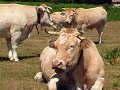 Casa Rural Urbasa Urederra Nº 14   Vacas Rumiando - Agroturismo en Navarra-  6 - 27742