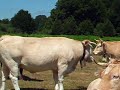 Casa Rural Urbasa Urederra Nº 14   Vacas Rumiando - Agroturismo en Navarra-  6 - 27742