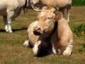 videos de Casa Rural Urbasa Urederra Nº 14   Vacas Rumiando - Agroturismo en Navarra-  6 - 27742