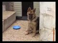 DOG RESPONDING TO ATHAAN (CALL FOR PRAYER) DOG RESPONDING TO ATHAAN (CALL FOR PRAYER)