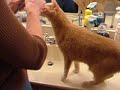 Kitty Loves to Brush His Teeth!