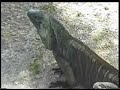 The Grand Cayman Blue Iguana The Grand Cayman Blue Iguana
