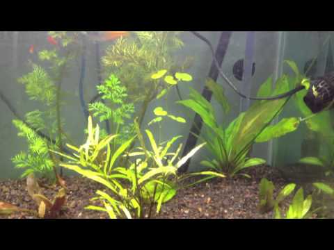 how to fertilize aquatic plants