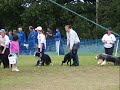 Barney 'Owlers at the BFA Flyball Championships 2008