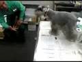 ミニチュア・シュナウザー Miniature Schnauzer