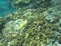 Cuttlefish seen in the Rock Islands of Palau, with Oceanic Society Snorkeling Ecotour