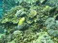 Cuttlefish seen in the Rock Islands of Palau, with Oceanic Society Snorkeling Ecotour