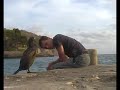 Auge um Auge mit einen Kormoran Auge um Auge mit einen Kormoran