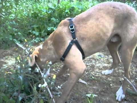 Pitbull adba