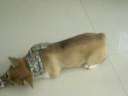 Welsh Corgi performing tricks (Nala) Welsh Corgi performing tricks (Nala)