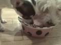 videos de Chihuahua + Maltese share water!