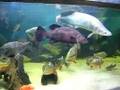 Samtha-the-Arapaima-