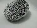 my hedgehog named hedgie and polar bear pajamas