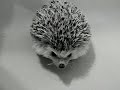my hedgehog named hedgie and polar bear pajamas