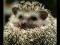 my hedgehog named hedgie and polar bear pajamas
