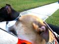 videos de Pit Bulls at the Bus Stop