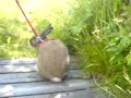 Rabbit Walkies Outside Laugavatn Summer Cottage