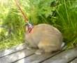 Rabbit Walkies Outside Laugavatn Summer Cottage