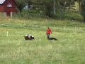 6 months old border collie puppy herding sheep.