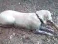 Dog play