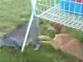 Cane masturba gatto