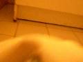 videos de Birdie Burrito!!! One