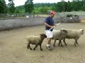 Herding Lesson at Ewe-Topia in Roy, WA