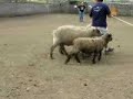 Herding Lesson at Ewe-Topia in Roy, WA