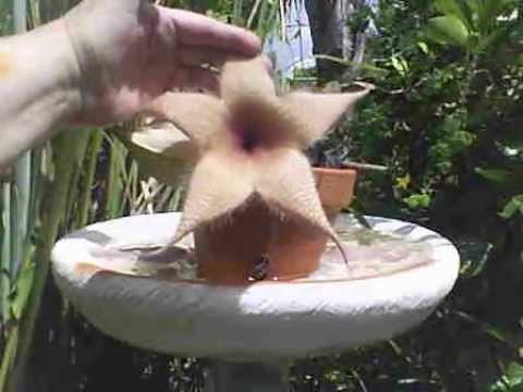 how to fertilize cactus