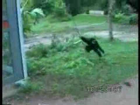 Monkey messes with a dog
