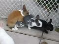 Bunny Train Bunny Train