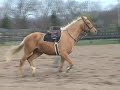 Mirascotch is a fabulous palomino gelding by our stallion, Mirabeau. Mirascotch is for sale and will make a fabulous amateur mount because of his wonderful work ethic and easy going temperament. He is currently being started under saddle and doing VERY well. See more information on him on the sales page at www.blazingcoloursfarm.com If you like this video make a comment or rate it!!