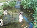 bauru lagos e aquários leva até você um pedacinho da natureza. acesse nosso site http://acquapeixes.weebly.com 
