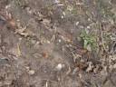Metal Detecting Mulitple Vacant lot in Southwest Arkansas