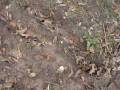 Metal Detecting Mulitple Vacant lot in Southwest Arkansas