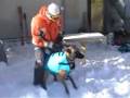 rescue dog helicopter transport