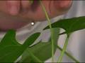 How Plants Grow