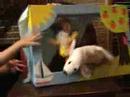 London, Shanley and Nolan:Harry Potter Puppet Pals