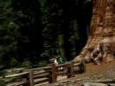 General Sherman Tree
