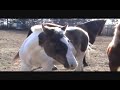 Rocket the Horse Sioux Falls Humane Society.wmv