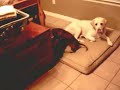 Daschund Vs. Cat