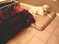 Daschund Vs. Cat
