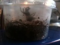 Click here to watch this video Trinidad Chevron caught moulting