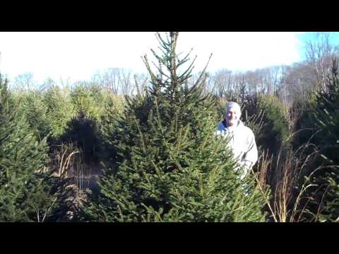 how to fertilize norway spruce