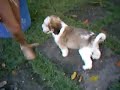 nino brincando na chacara...