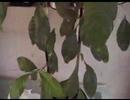 Psychotria Viridis Beautiful Sacred South American Plant