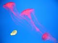 kasko in ocean see jelly fish kasko in ocean see jelly fish