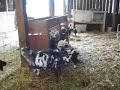 ナイジェリア小びとヤギ子供playing.html