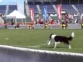 Skyhoundz World Disc Dog Championships