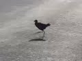 NZ Birds :: Pukeko NZ Birds :: Pukeko